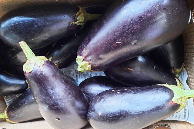 Long Eggplant